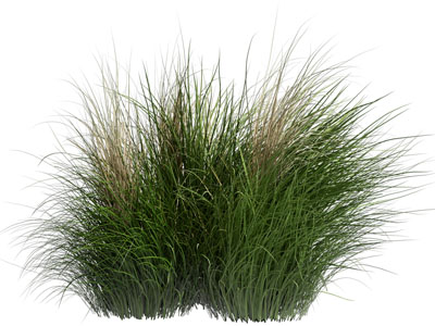 现代花草植物 草丛