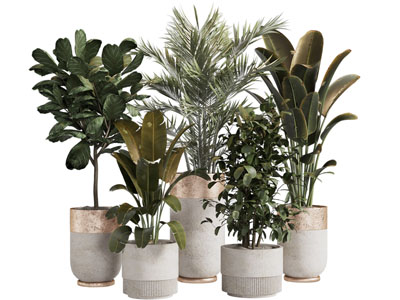 现代花盆盆栽植物