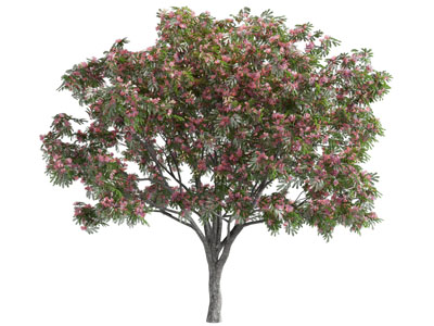 现代开满花朵的景观树木