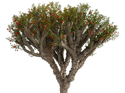 现代开着花朵的景观树木