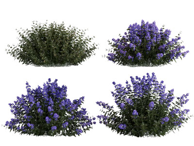 现代花卉花草植物