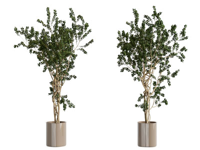 现代花盆盆栽植物