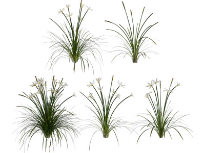 现代兰花 花草花卉植物