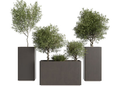 现代户外花箱树木盆栽植物