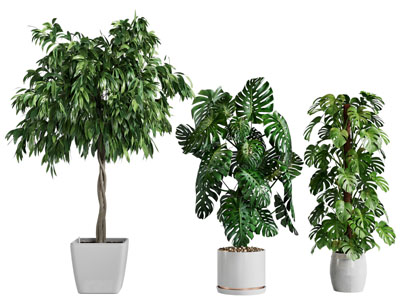 现代花盆盆栽植物