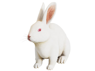 现代兔子 爬行动物