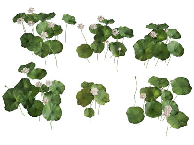 现代荷花 荷叶 花草 水生植物