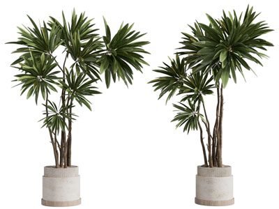 现代花盆盆栽植物