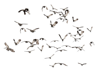 现代飞翔的海鸟3d模型 现代飞翔的海鸟