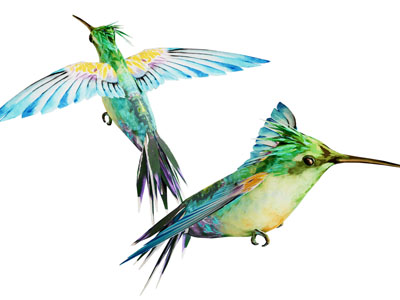 现代翠鸟 飞鸟 飞行动物3d模型 现代翠鸟 飞鸟 飞行动物