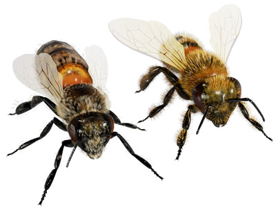 现代蜜蜂 飞行动物3d模型 现代蜜蜂 飞行动物