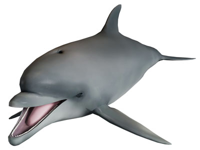 现代海豚 水生动物 海洋生物3d模型 现代海豚 水生动物 海洋生物
