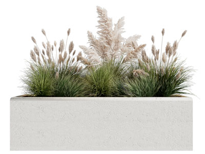 现代花池花草芦苇盆栽植物