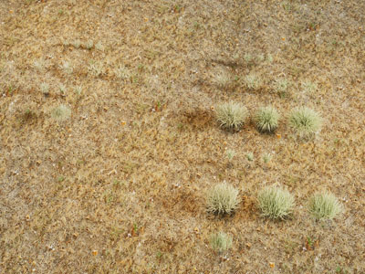 现代冬季枯黄的草地