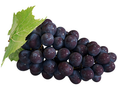 现代一串紫色的葡萄 水果食物