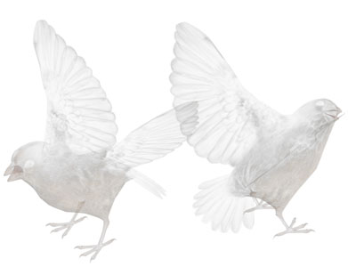 现代飞翔的鸽子 飞行动物3d模型 现代飞翔的鸽子 飞行动物