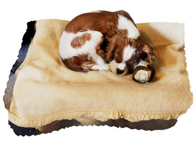 现代宠物狗 狗窝 爬行动物