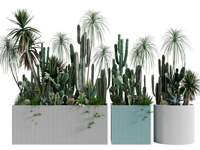 现代花盆盆栽多肉植物