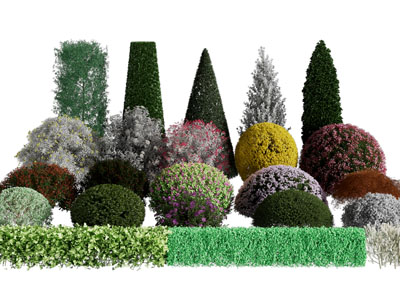 现代景观灌木丛植物