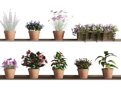 现代花盆花卉盆栽植物