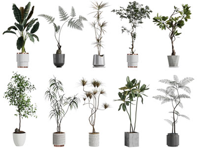 现代花盆盆栽植物