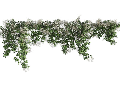 现代开着白色花朵的藤蔓植物