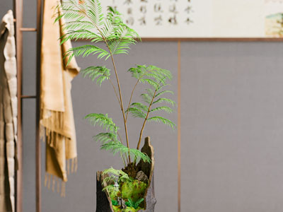 新中式植物盆景盆栽摆件组合