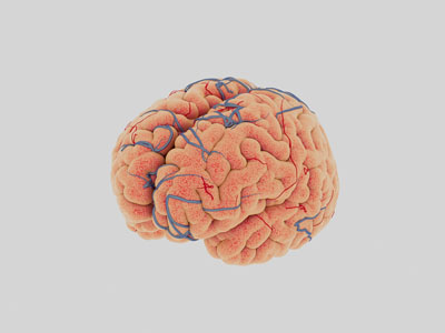 现代人脑模型3d模型 现代人脑模型