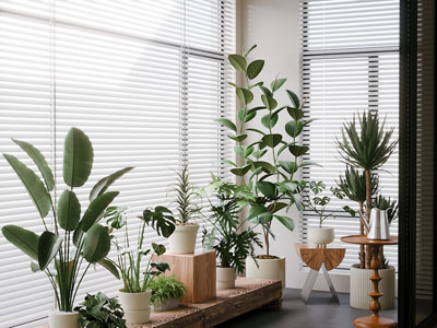 现代阳台盆景盆栽植物