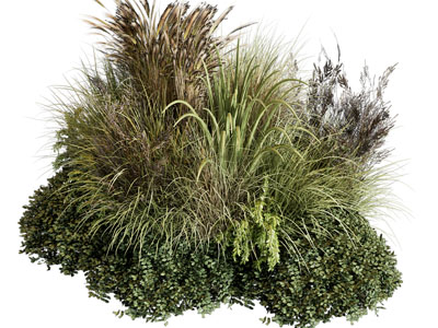 现代花草灌木植物丛