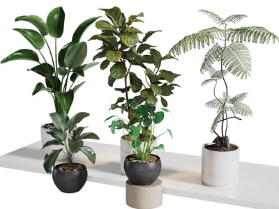 现代树木盆景盆栽植物