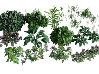 现代花草灌木植物