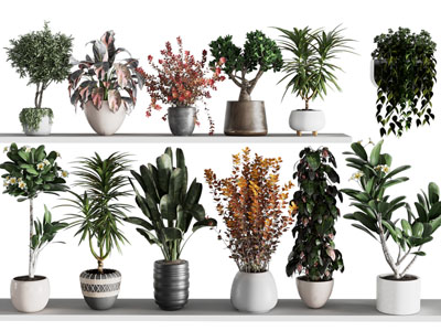 现代花盆植物盆景盆栽