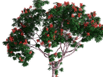 现代开着红色花朵的景观树木