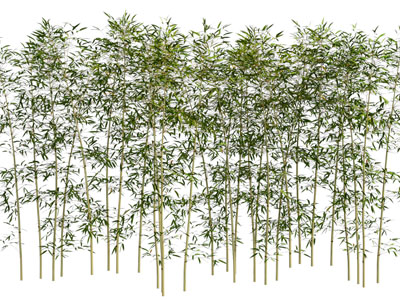 现代竹子 植物3d模型 现代竹子 植物