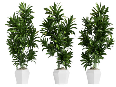 现代盆栽树木盆景植物