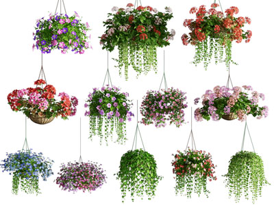 现代花卉盆栽植物 吊篮绿植3d模型 现代花卉盆栽植物 吊篮绿植