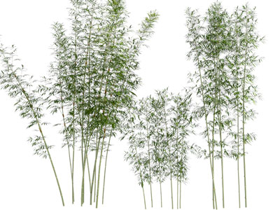现代竹子植物3d模型 现代竹子植物