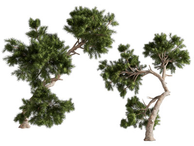 现代松树 柏树 景观树木