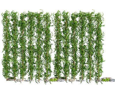 现代藤蔓植物 植物隔断3d模型 现代藤蔓植物 植物隔断