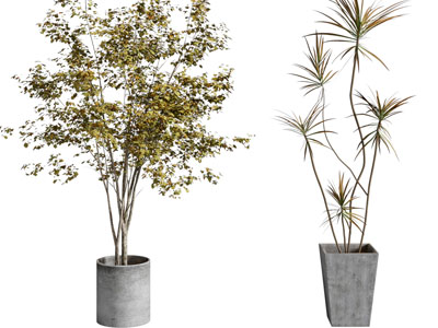 现代水泥花盆盆景盆栽植物