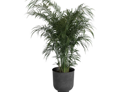 现代花盆凤尾竹盆景盆栽植物