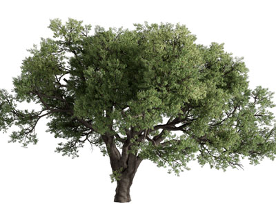 现代粗壮的大树 景观树木