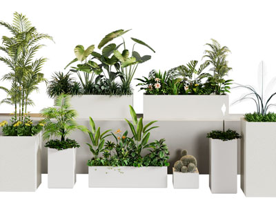 现代户外花箱 盆景盆栽植物