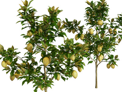 现代结满水果的果树