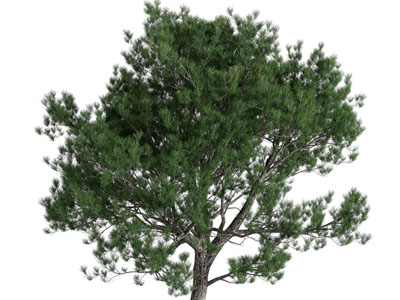 现代松树
