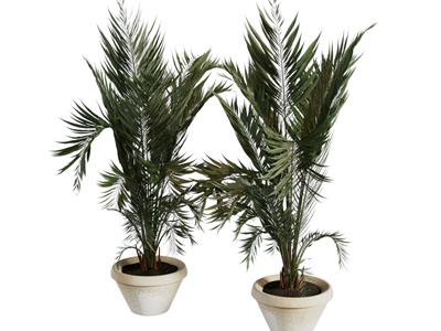 侘寂风陶艺花盆铁树盆景盆栽植物