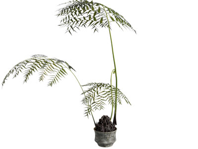 现代花盆树枝盆景盆栽植物