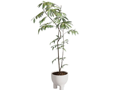 侘寂风陶艺花盆树木盆景盆栽植物