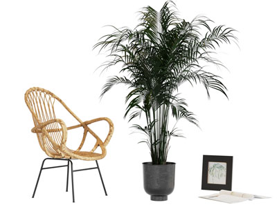 现代藤编休闲椅子 花盆盆栽植物